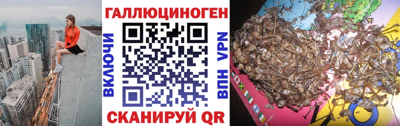 купить наркотики сайты  Майский  Псилоцибиновые грибы Psilocybe 